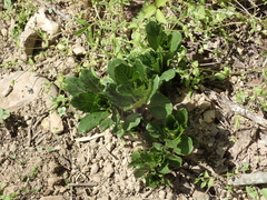 Scopolia caucasica