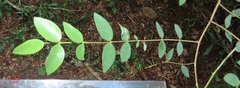 Synaptolepis oliveriana
