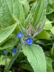 Pentaglottis sempervirens