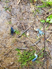 Cambarus monongalensis