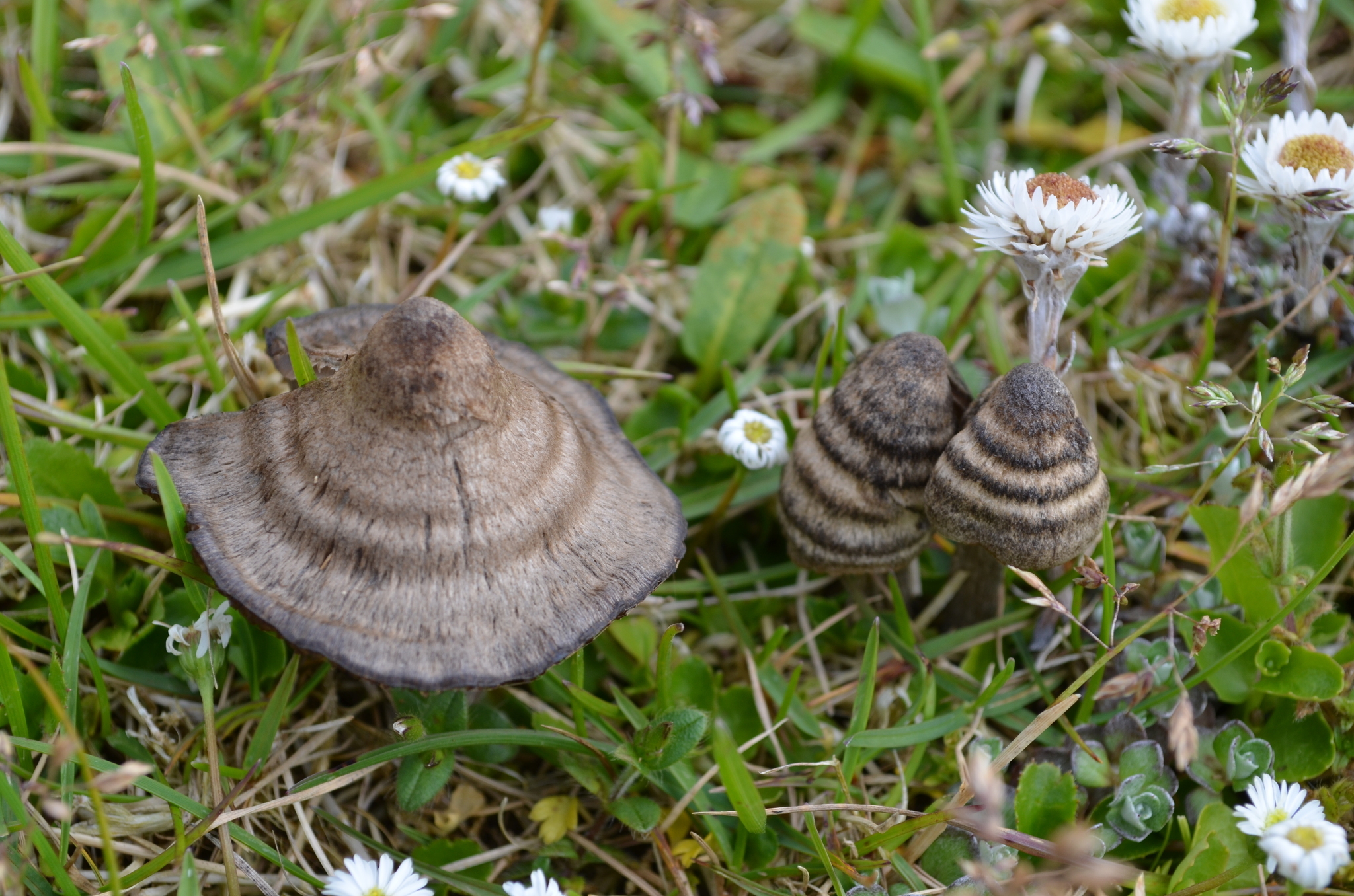 Entoloma translucidum image