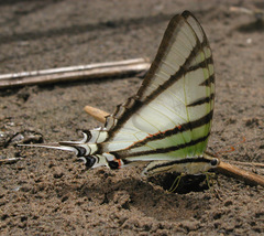 Protesilaus glaucolaus