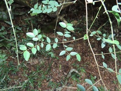 Synaptolepis oliveriana