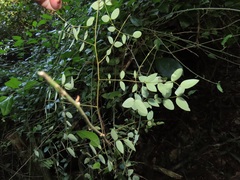 Synaptolepis oliveriana