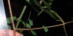 Synaptolepis oliveriana