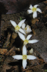 Voyria spruceana