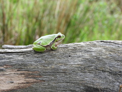 Hyla intermedia perrini