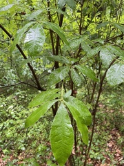 Rhododendron prunifolium
