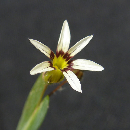 Sisyrinchium micranthum