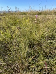 Polygala hottentotta