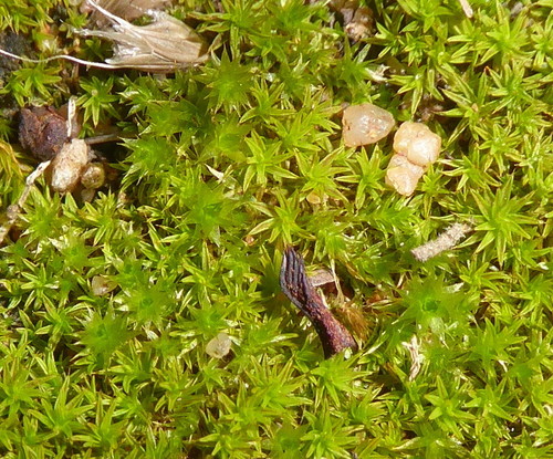 Helicobarbula porphyreoneura image