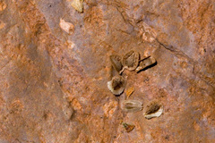 Cryptantha pterocarya