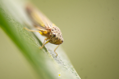 Graphocephala aurora