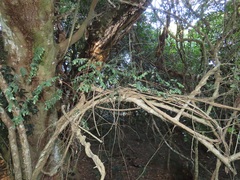 Synaptolepis oliveriana
