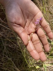 Polygala hottentotta
