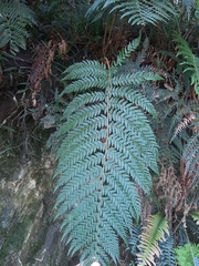 Polystichum incongruum