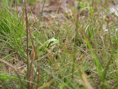 Hyla intermedia perrini
