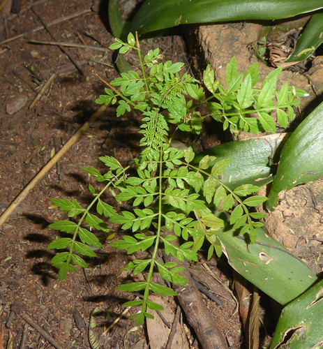 Jacaranda mimosifolia image