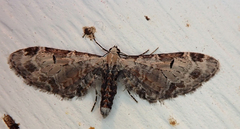 Eupithecia ravocostaliata