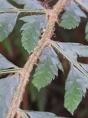 Polystichum incongruum