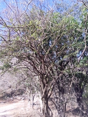 Crescentia alata