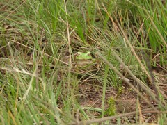 Hyla intermedia perrini