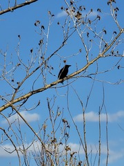 Corvus brachyrhynchos