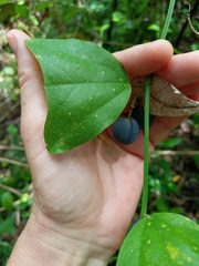 Passiflora bicornis
