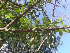 Crescentia alata