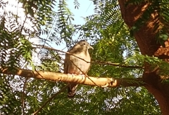 Columbina talpacoti