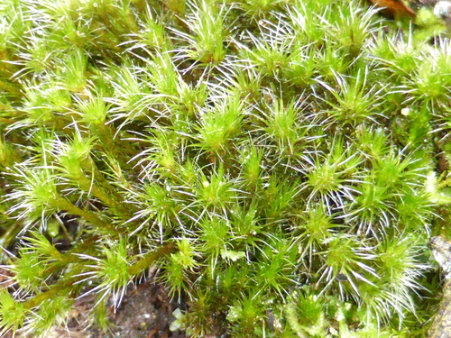 Heath Star-moss