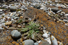 Plantago raoulii