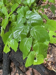 Tilia americana heterophylla