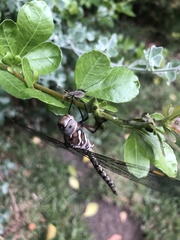 Pinheyschna subpupillata