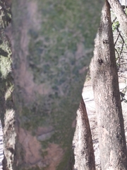 Crescentia alata