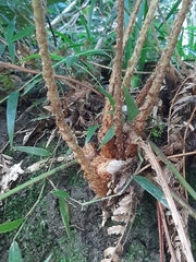 Polystichum incongruum