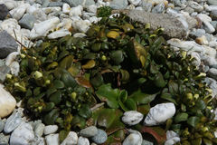 Gentianella saxosa