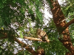 Columbina talpacoti