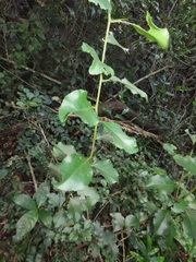 Gymnosporia harveyana