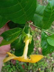 Tabernaemontana grandiflora