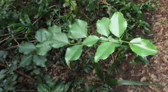 Gymnosporia harveyana