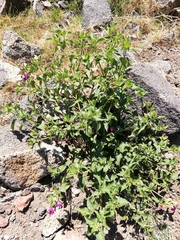 Magnoliopsida
