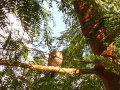 Columbina talpacoti