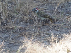 Campethera bennettii bennettii