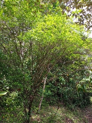 Tabernaemontana grandiflora