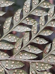 Polystichum incongruum
