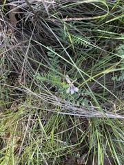 Astragalus crassicarpus