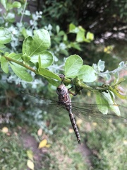 Pinheyschna subpupillata