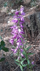 Cephalanthera kurdica