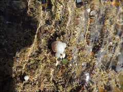Eudistoma elongatum